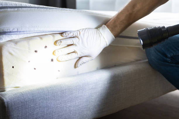 Best Mosquito Control Services  in Chapel Hill, TN